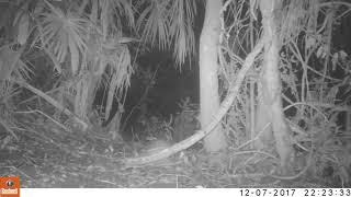 Lowland paca filmed by camera trap in Ejido Caoba conservation area [upl. by Kammerer]