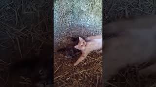 Kittens of the Barn babyanimals cat hobbyfarm [upl. by Aelyk]