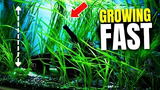 Here Are 15 Fast Growing Aquarium Plants That Combat Algae [upl. by Pogah735]