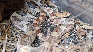 pituophis deppei jani female [upl. by Nathanael]