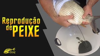 REPRODUÇÃO DE PEIXE  Parte 3  EXTRUSÃO [upl. by Tedi752]