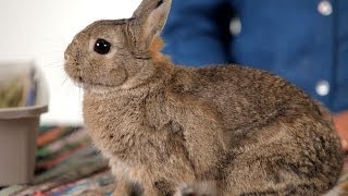 How to Know When to Euthanize a Rabbit  Pet Rabbits [upl. by Kwapong]