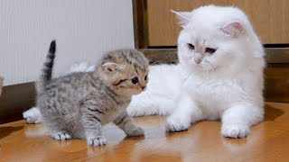 The kitten approaching the daddy cat to play with him was so cute [upl. by Sirovaj]