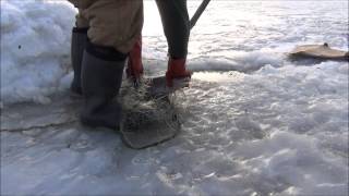 Burbot Fishing on the Yukon River with yukonjeff [upl. by Phares]