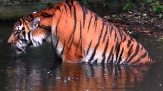 JEGOR  Siberian Tiger in water  Tierpark Hellabrunn [upl. by Anaimad705]