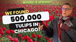 We found 500000 tulips in Chicago [upl. by Naik]