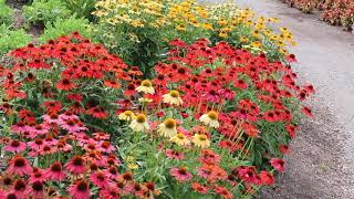 Purple coneflower Echinacea purpurea  Plant Identification [upl. by Cloris]