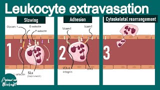 Leukocyte extravasation  Leukocyte adhesion deficiency  Extravasation of neutrophils  Immunology [upl. by Ariadne]