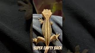 Rare Super Empty Back Crested Gecko  Reptile Breeding  Terrarium Station crestedgecko [upl. by Naginarb90]