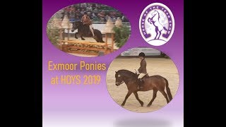 Exmoor Ponies at Horse of the Year Show HOYS 2019 [upl. by Meenen]