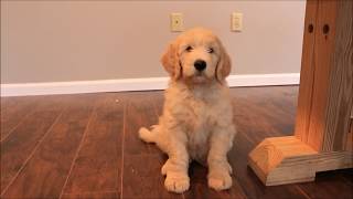 Training 8 Week Old GoldenDoodle Puppy [upl. by Ahsenaj]