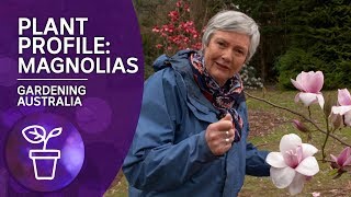 Plant Profile Caring and Planting Magnolias [upl. by Audres182]