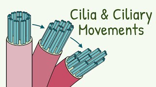 Mechanism of Ciliary Movement  Structure of Cilia  How do Cilia Move  Mucociliary Clearnace [upl. by Geaghan661]