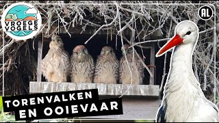 Ooievaarsnest bóvenop nest torenvalk  Zelf Geschoten  Vroege Vogels [upl. by Scrivenor341]