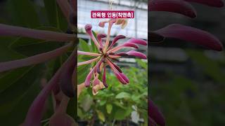 관목형인동칙앤촉 lonicera periclymenum 왜성인동 칙앤촉 대림원예종묘 인동덩굴 인동초 shorts [upl. by Htirehc]