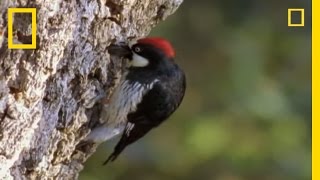 Woodpeckers vs the World  National Geographic [upl. by Hett]