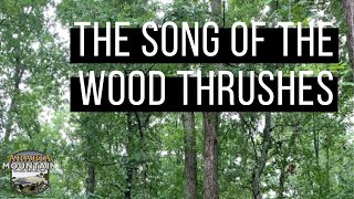 The Song of the Wood Thrushes [upl. by Lledniw863]