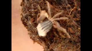 Brachypelma vagans  Molting [upl. by Felicie]