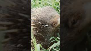 Monotremes Wildlife Platypus Echidna NatureLovers AnimalKingdom EggLayingMammals shortsfeed [upl. by Sollie90]