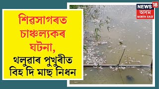 Sivasagar News  থলুৱা মৎস্য ব্যৱসায়ী দিগন্ত ফুকনৰ পুখুৰীত দুস্কৃতিকাৰীয়ে ঢালিলে বিহ N18V [upl. by Vinay]