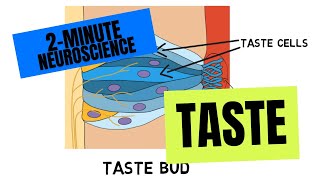 2Minute Neuroscience Taste [upl. by Bruis]