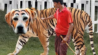 20 Rarest Dog in the World You wont Believe Exist [upl. by Rimma]