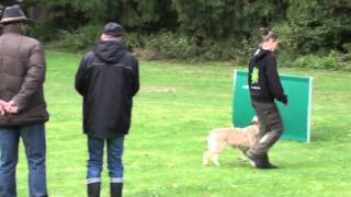 Bouvier des Ardennes Hasenhirsch Anja IPO1 AbtB [upl. by Cave]