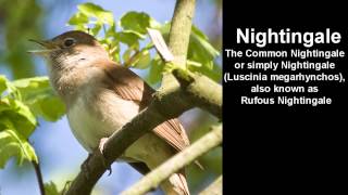 Nightingale Bird Call  singing Nightingale [upl. by Ephrem846]