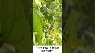 The Busy Pollinator The Wasp [upl. by Noside647]