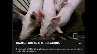 Transgenic Examples  National Geographic [upl. by Teferi]