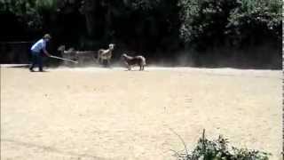 Australian Shepherd Herding Sheep [upl. by Anawit]