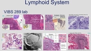 Medical School Histology Basics  Lymphoidal System [upl. by Arimak]