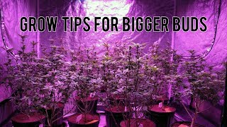 GROW BIGGER BUDS LEAF STRIPPING BEFORE amp AFTER RESULTS TOPPING AND TRANSPLANTING CANNABIS [upl. by Somerville]