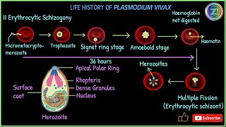 Complete Life Cycle of Plasmodium vivax  Malarial Parasite  BSc 1st Year I Z1 Tutorials [upl. by Zere286]