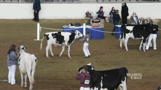 Animal showing and fun at the Pennsylvania Farm Show [upl. by Bostow783]