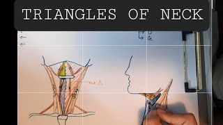 Anatomy of Triangles of Neck  Anterior amp Posterior triangles of Neck [upl. by Irb]