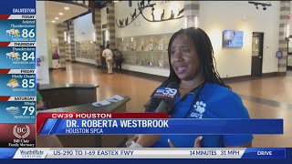 Houston SPCAs Dr Westbrook explains the importance of pet vaccinations [upl. by Ordep499]