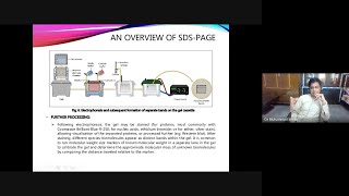 Sodium Dodecy Sulfate Polyacrylamide Gel Electrophoresis SDS PAGE in Urdu [upl. by Jolene354]