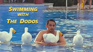 SWIMMING WITH THE DODOS  Ambre Hotel Mauritius [upl. by Winthorpe497]