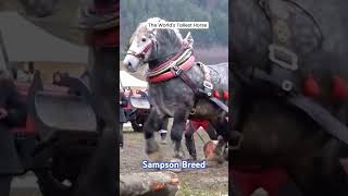 Worlds Tallest Horse Breed horse sampson video nature viralshort viralvideo [upl. by Ayrolg634]