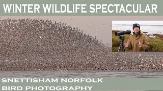 Snettisham Wader Spectacular [upl. by Gelb]