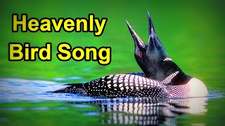 Top 10 Bird Calls Blow Your Mind  The Worlds Most Beautiful Bird Songs  Talking Birds  Part 1 [upl. by Notxed]