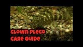 Clown Pleco Care Guide Species Video [upl. by Lori]