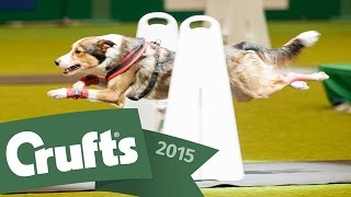 Day 2 Live  Crufts 2015 [upl. by Colby]