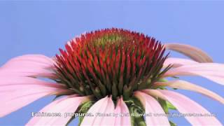 Echinacea Cone flower time lapse [upl. by Far]