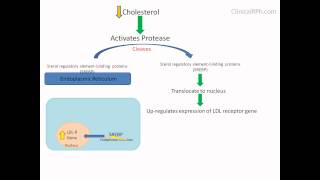 How Drugs Make Sense HMGCoA Reductase Inhibitors [upl. by Lorou]