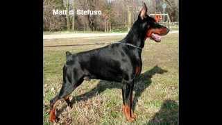 2000s Pictorial history of Dobermann [upl. by Fulton573]