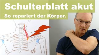 Akuter Schmerz am Ansatz des SchulterblattHebers Levator Scapulae So regeneriert die Matrix [upl. by Aisetal]