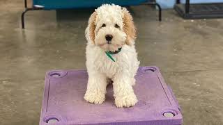 Fully Trained Australian Labradoodles Puppies Training  Springdale Labradoodles of Greensboro NC [upl. by Norehc]