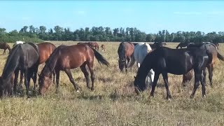 The herd hurries to pasture even though the grass cover is already scanty Part 2 [upl. by Aidualk662]